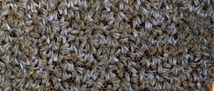 download.php?file=64787&embedded=1&text=77017