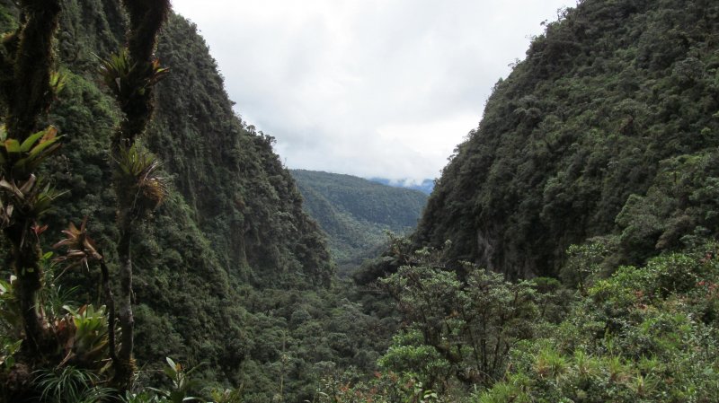 Bosque Macizo Colombiano.JPG