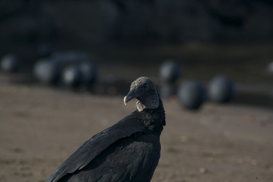 vulture1.jpg