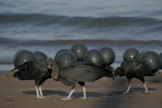 vultures2.jpg