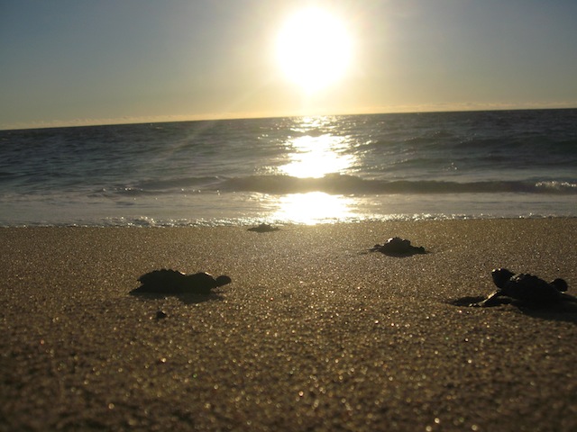baby turtles.JPG