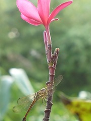 bali dragonfly.JPG