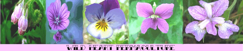 www.wildheartpermaculture.co.uk