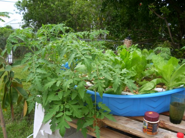 First Aquaponics system in Florida .jpg