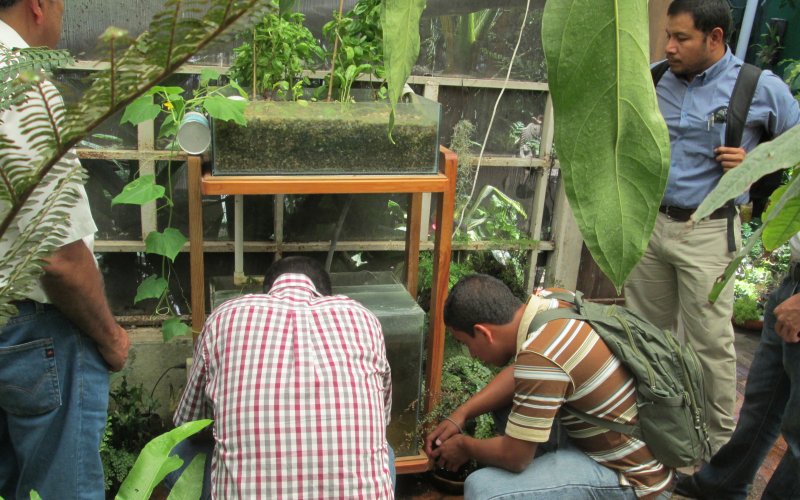 Aquaponics Worksho-looking at home aquaponics system.JPG.1