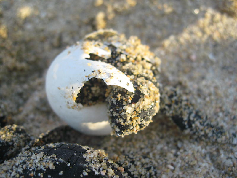 Resize turtle shell.JPG