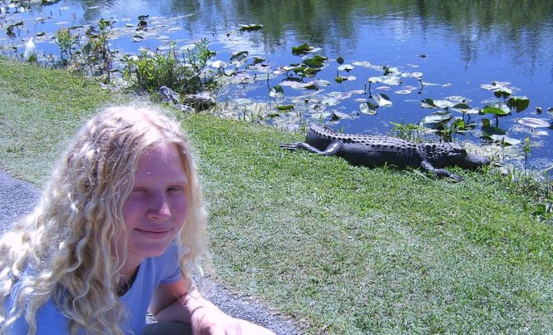 Alligator in Florida