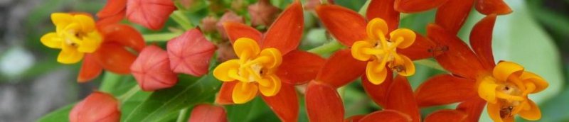 roger3 (Kopie 1).JPG