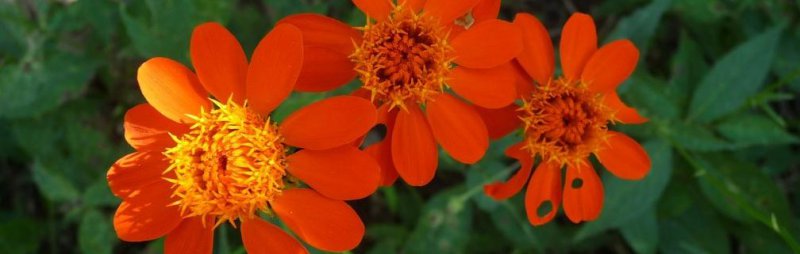 blueten_orange_finca.roger (Kopie 1).JPG