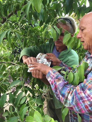 Herebierto Air Layering.jpg