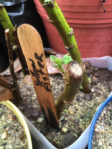 New Growth REsized.jpg.2