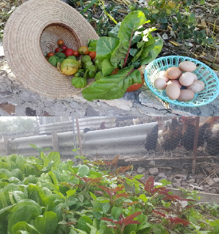 harvest3.jpg