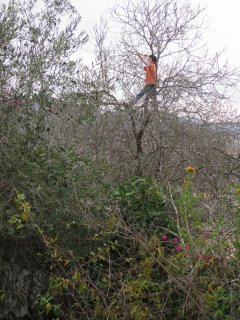 dari en el almendro.JPG