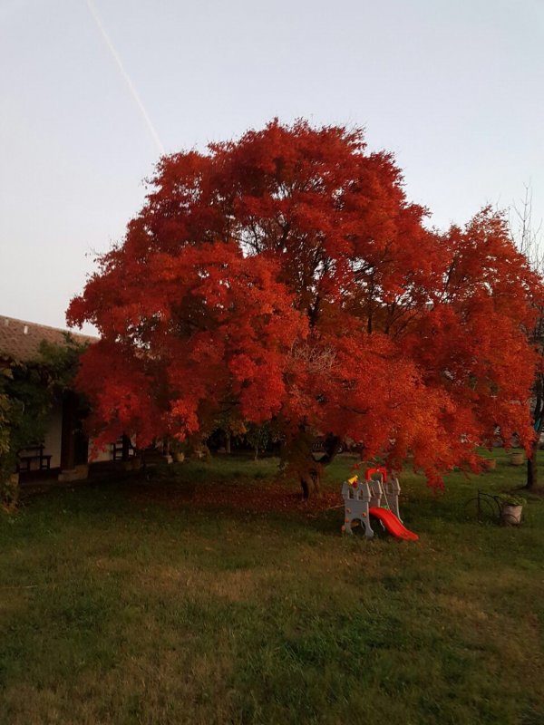 Autumn on the farm in Chile