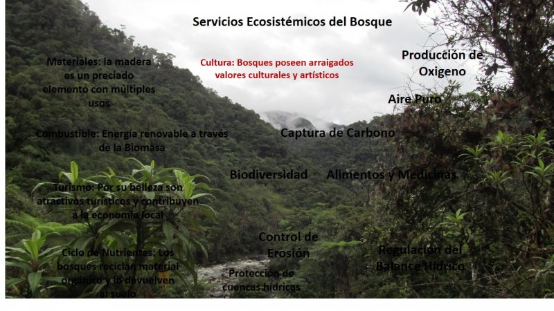 Servicios Ecosistémicos Bosques 2.jpg