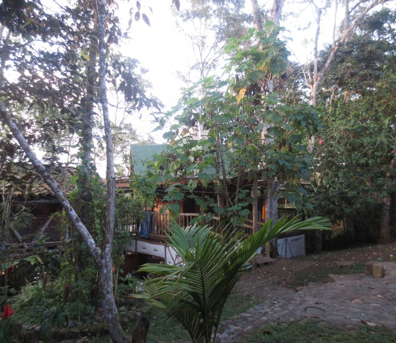 Mi casa en el Bosque.JPG