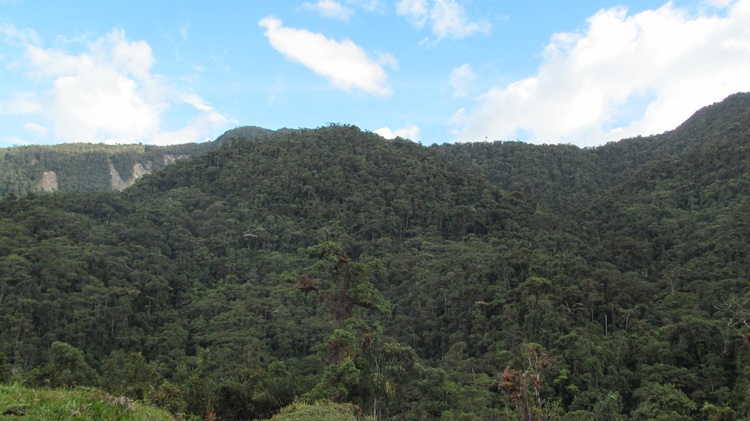 Bosques del Macizo.JPG