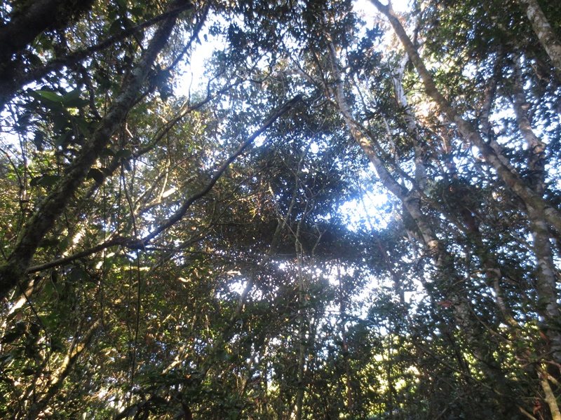 Bosque Familiar en Restauración.JPG